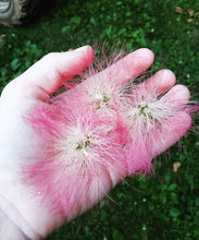 Mimosa Bloom Tincutre